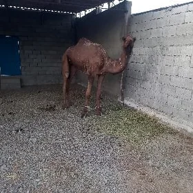 düye дуйе