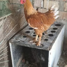 Horoz mıtıs lohman