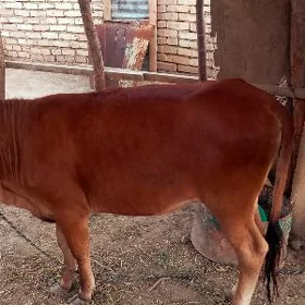 Gulajyn