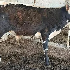 Göle