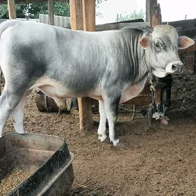 Òkizler