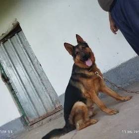 КАПЛАН  KAPLAN