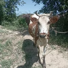 5 aylyk  sygyr