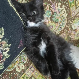 котята