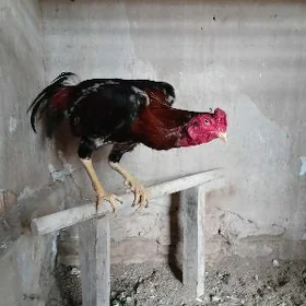 horaz