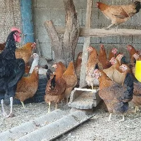 kürk towuk...
