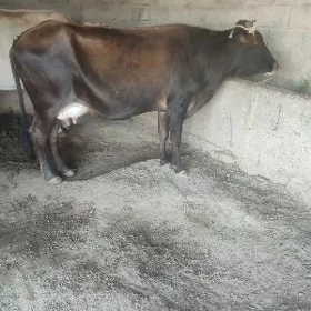 goleli sygyr