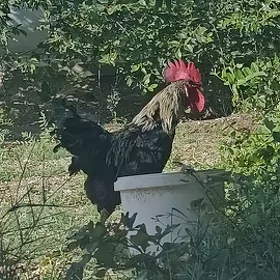 satlyk  towuk gigant
