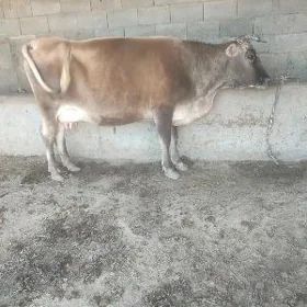 goleli sygyr