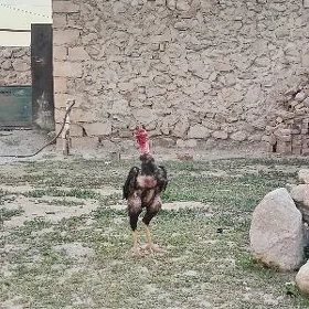 Horaz