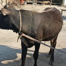 şiwes öküz