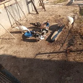 мускус ордак джуджа