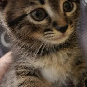 pişik  котёнок