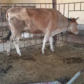 şwes göleli sygyr