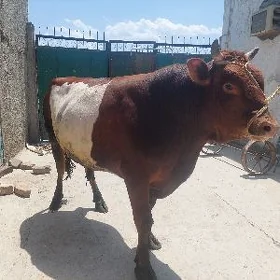tayar bakylan okuz.