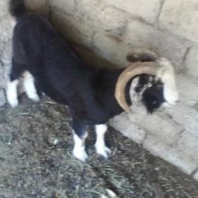 Erkeç
