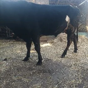 ökuz
