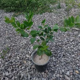 burcyna