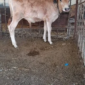 şwes öküzçe