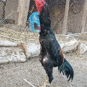 Dakan horaz samo