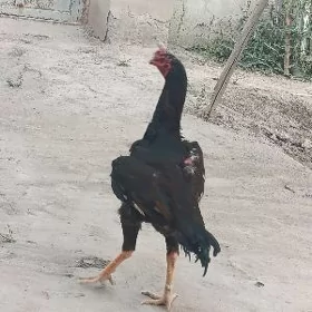 horaz
