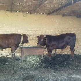 Öküz