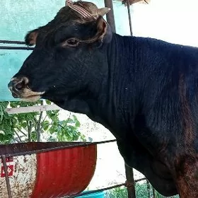 Burlat öküz