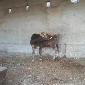öküz