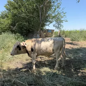 öküz