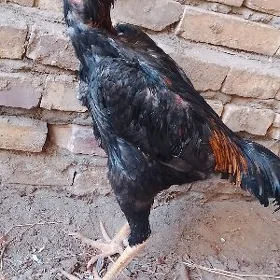 horaz