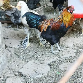 Gara Horaz 7 Aý