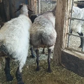 goýun övöçe