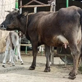 GÖLELİ SYGYR