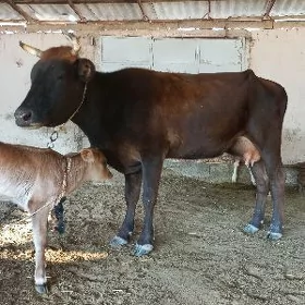 Goleli sygyr