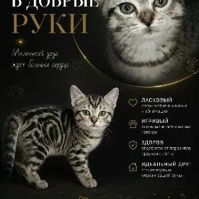 Котята в добрые руки