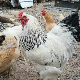 BRAMA HORAZ