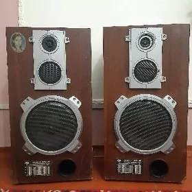 Kolonka amfiton