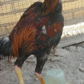 baysok horaz