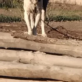 gara goz