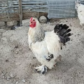 хороз