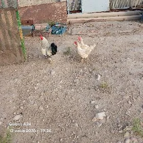 horoz towuk obmen induk jüje