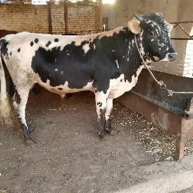 4 sany Okuz
