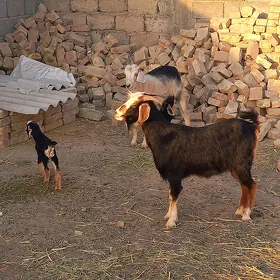 Owlakly geçi