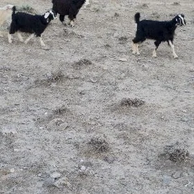 Çewiş
