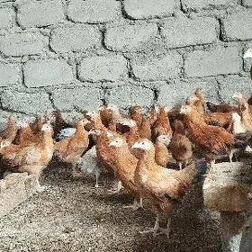 jüje