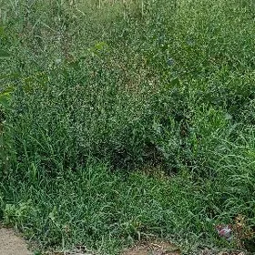 животные