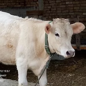 Göle