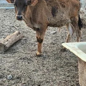 okuzce