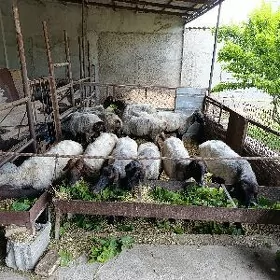 guzy enesi goyunlar