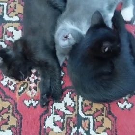 котята